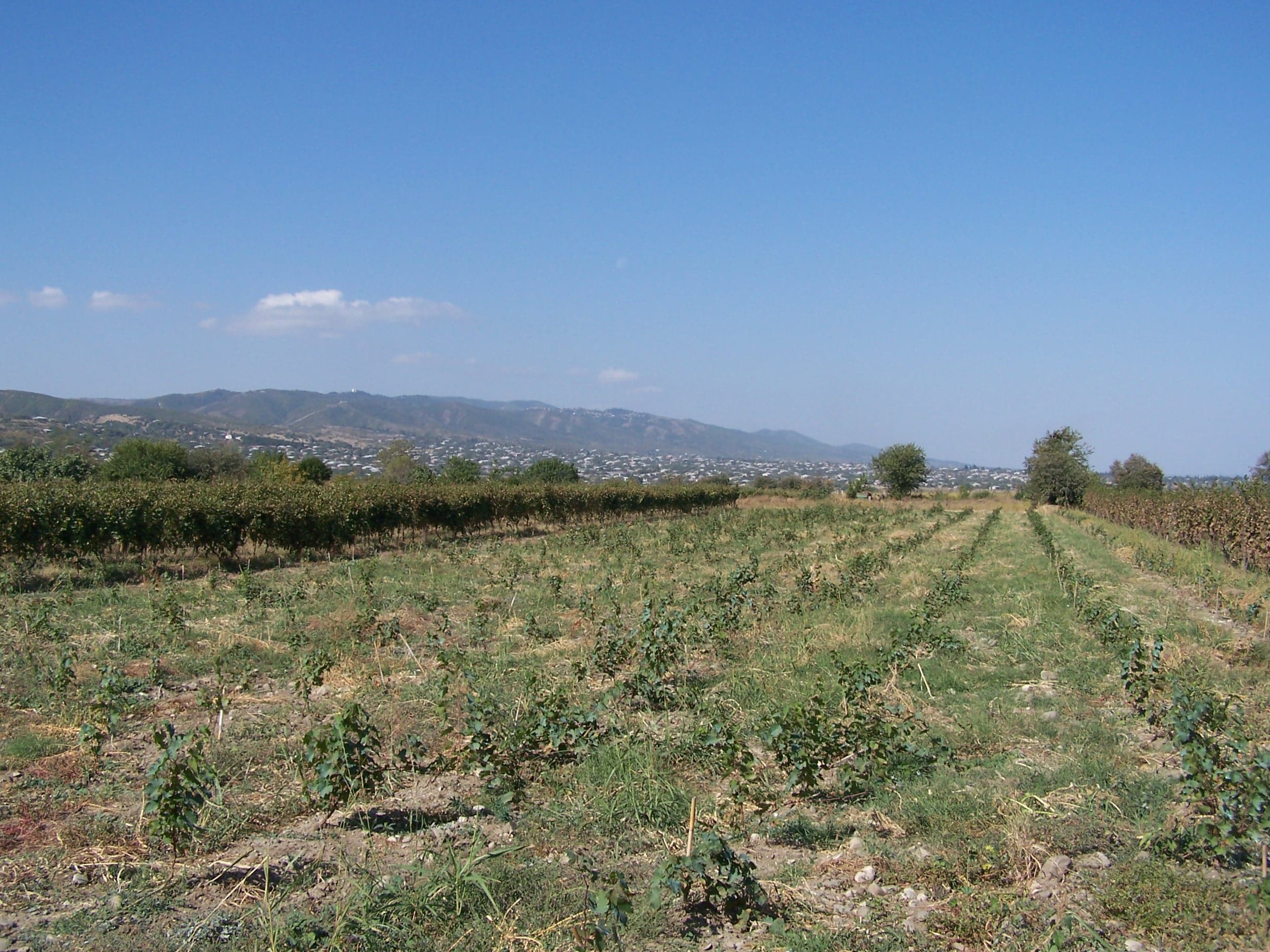 People harvesting grapes in a vineyard in Kakheti.